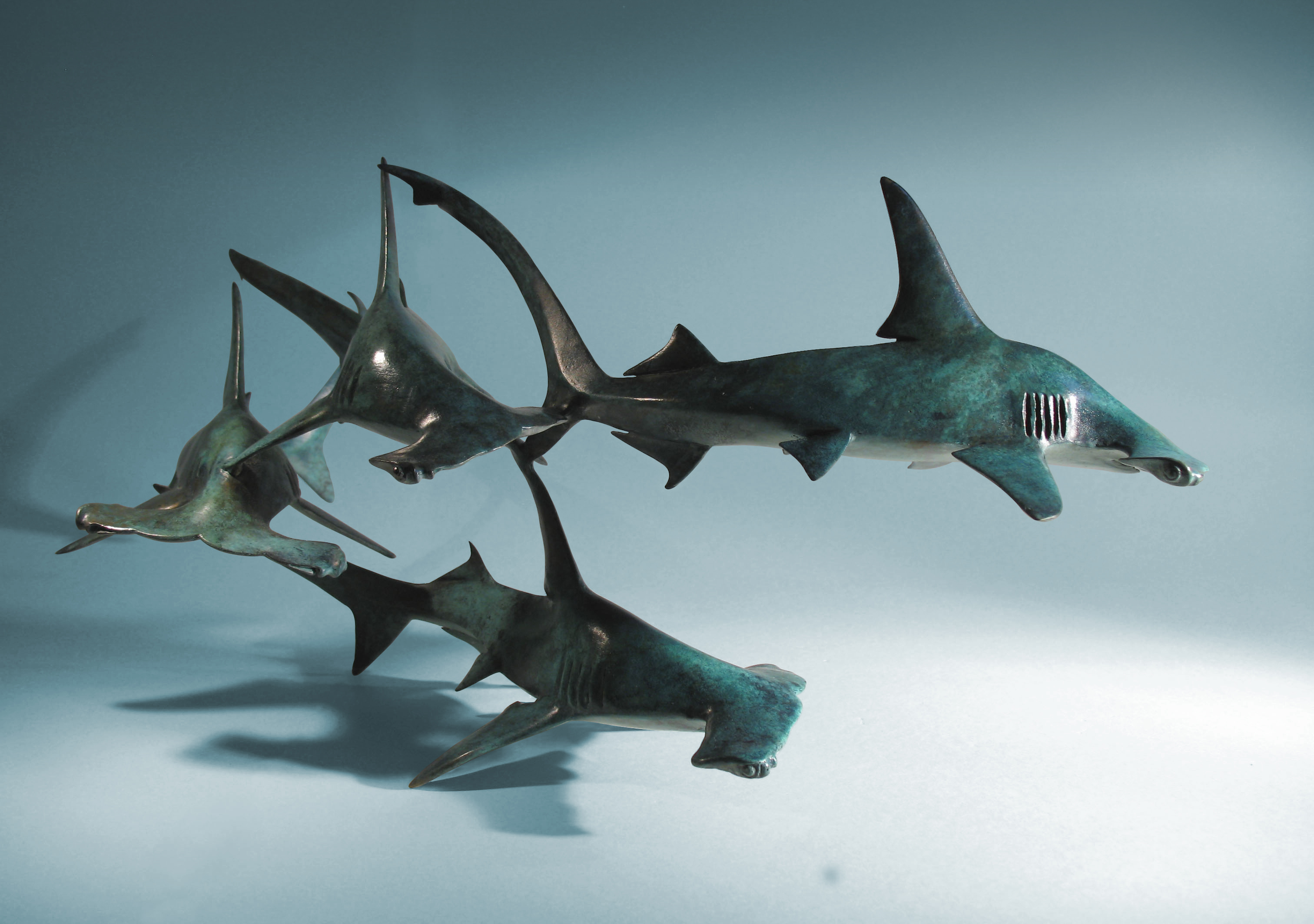 bronze hammerhead shark  by Nicolas Pain